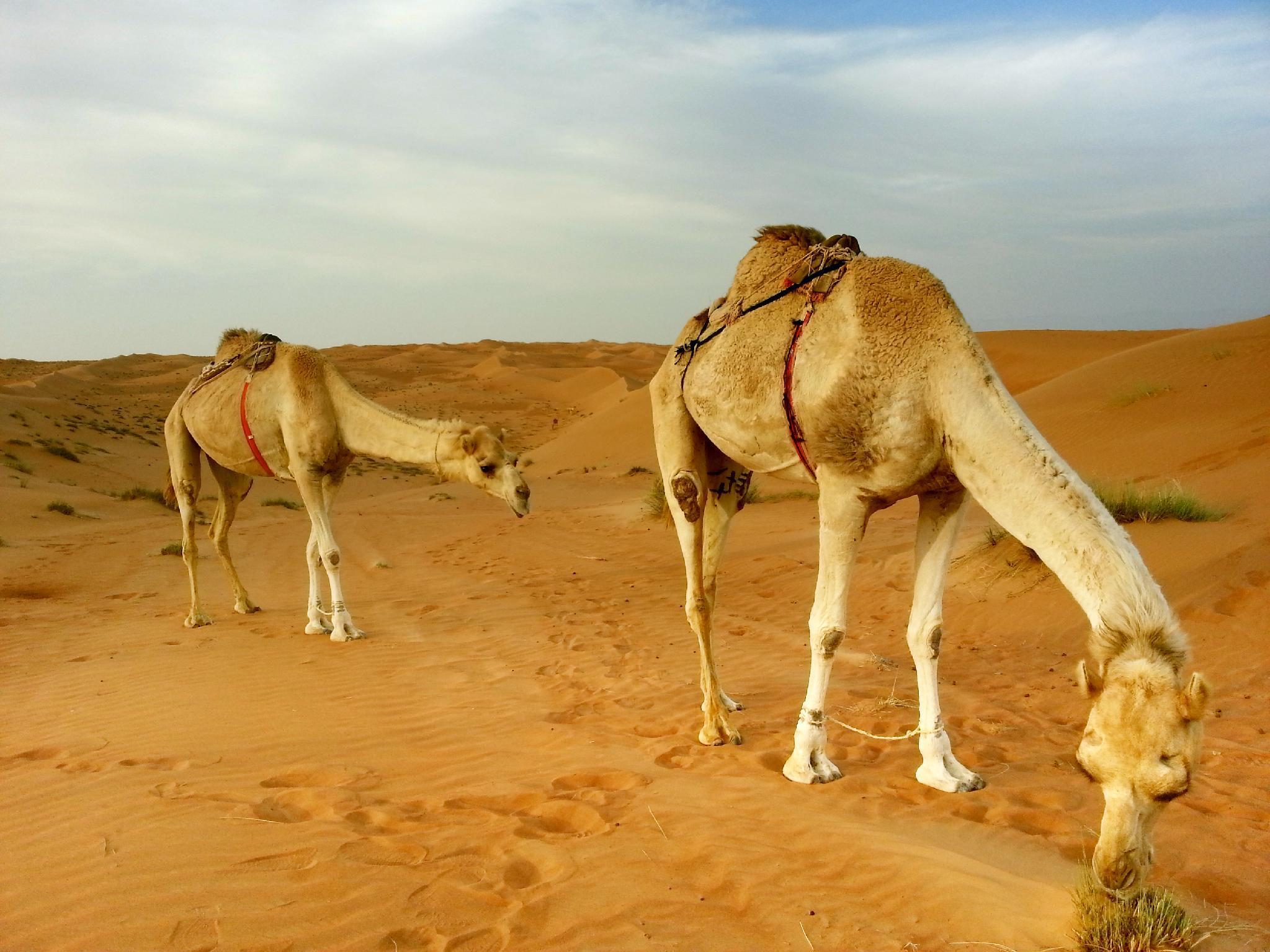 Desert Adventure, Wahiba Sands.