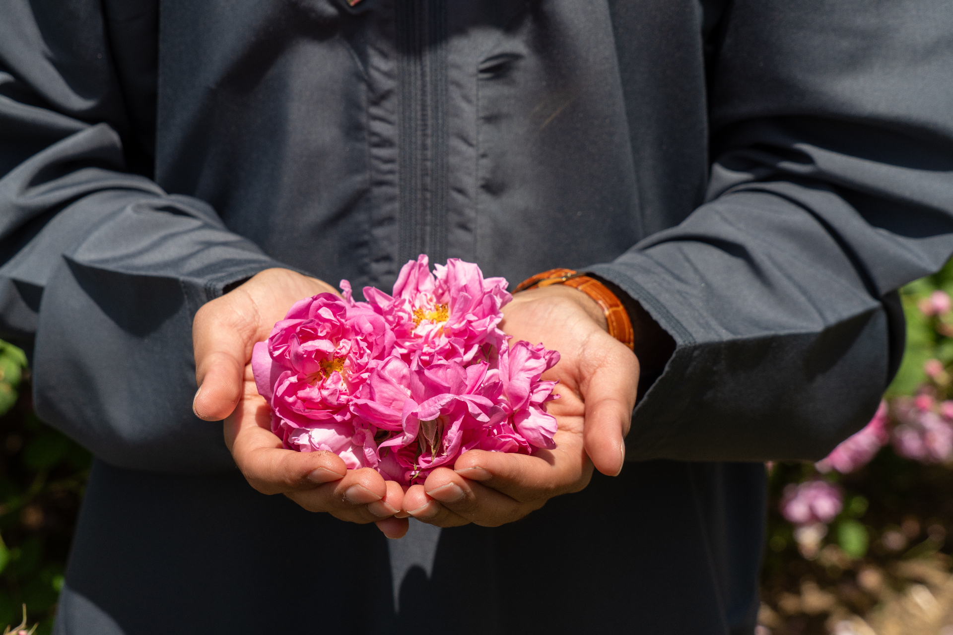 An Omani host cupping fresh pink Jebel Akhdar roses — a quiet gesture of welcome