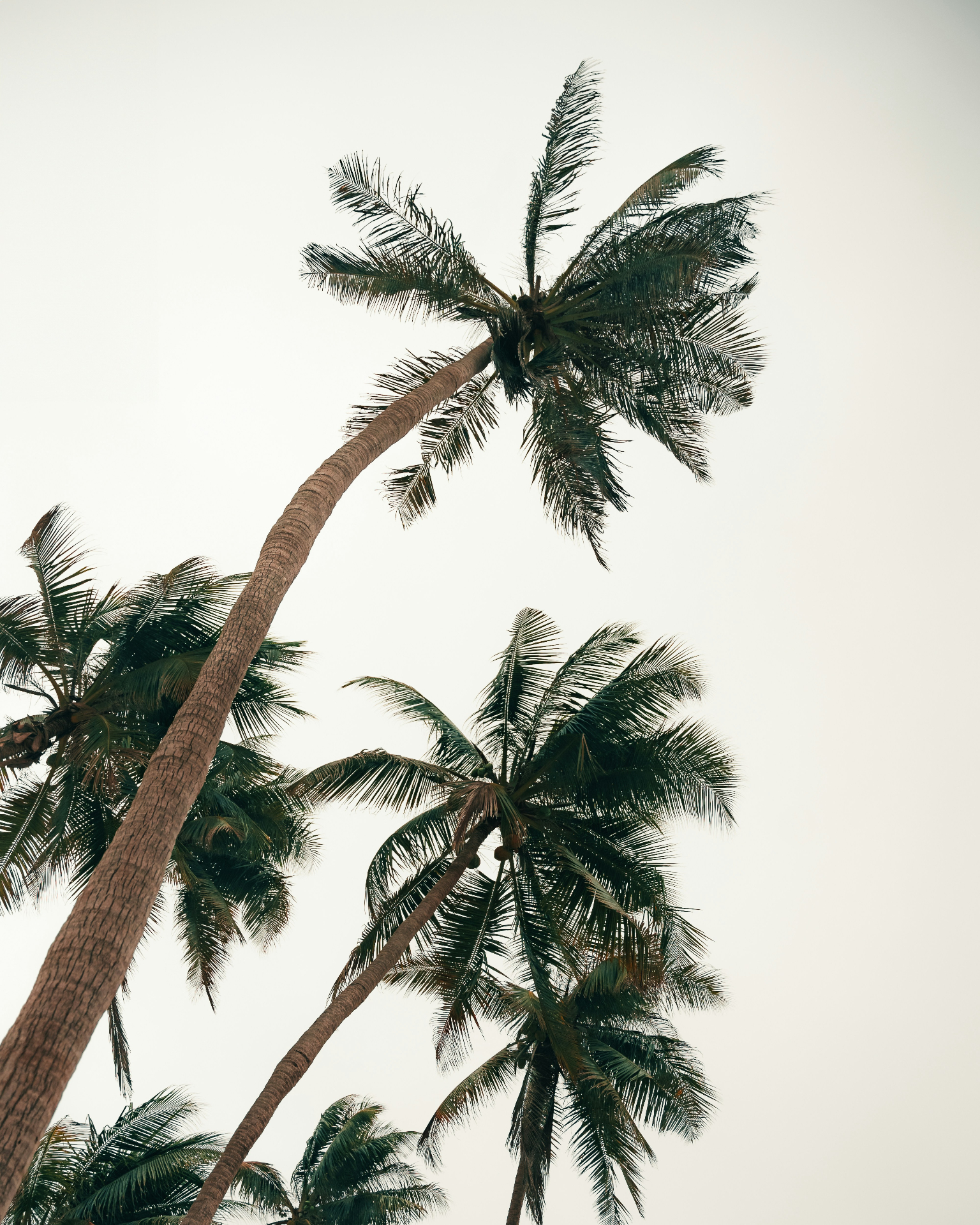 Coastal palms in Oman