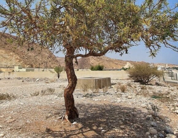 Wadi Shab - Tiwi - Sinkhole Tour- Oman day trip