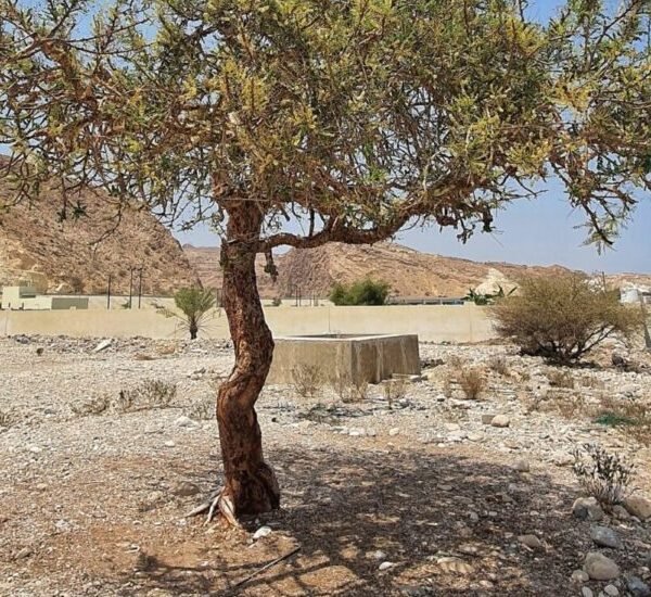 Wadi Shab - Tiwi - Sinkhole Tour- Oman day trip