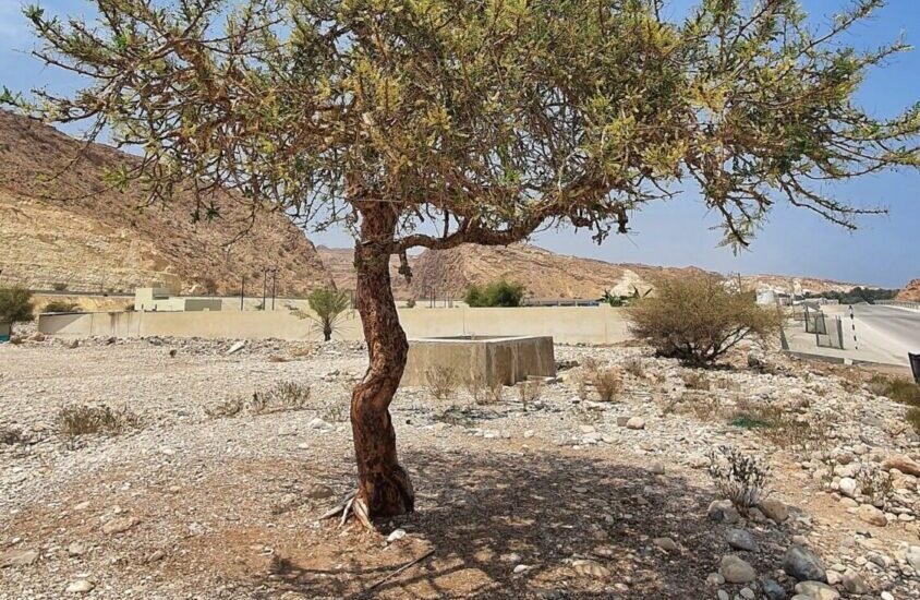 Wadi Shab - Tiwi - Sinkhole Tour- Oman day trip